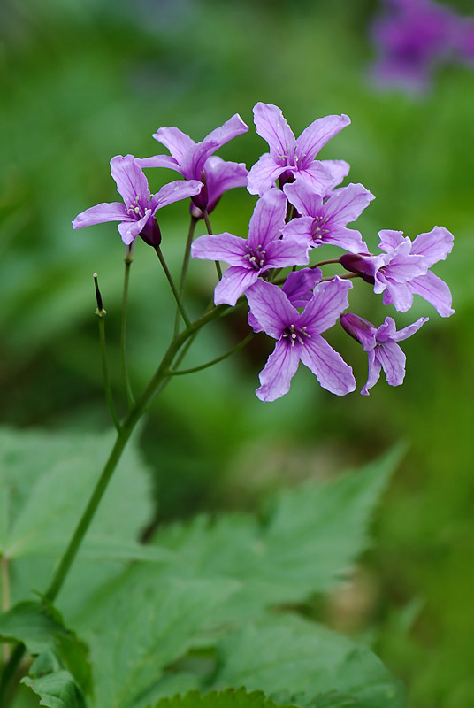 Cardamine pentaphyllos